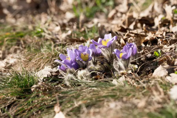 Pasque flowers on spring field. Photo Pulsatilla grandis with nice bokeh.