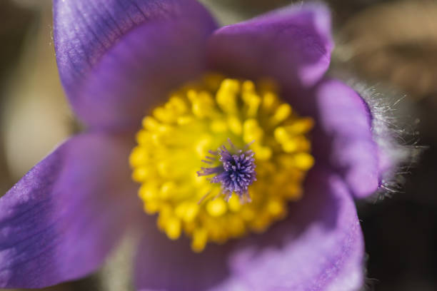 Pasque flowers on spring field. Photo Pulsatilla grandis with nice bokeh. Pasque flowers on spring field. Photo Pulsatilla grandis with nice bokeh. pulsatilla grandis field stock pictures, royalty-free photos & images