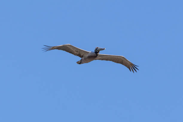istock Brown pelican in flight against a blue sky. 1471955401