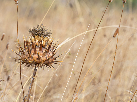 Dried thistle seed fluff