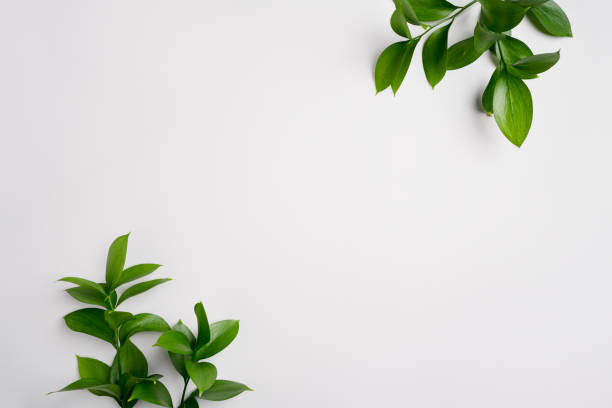 istock Natural green branches with leaves on empty light grey background with copy space. Trendy layout with fresh plant. Eco spring concept. Skin care product advertising. Top view. Minimal composition 1471957254