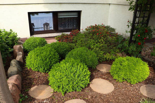 istock Beautiful garden with different green plants and wood mulch layer 1471957431