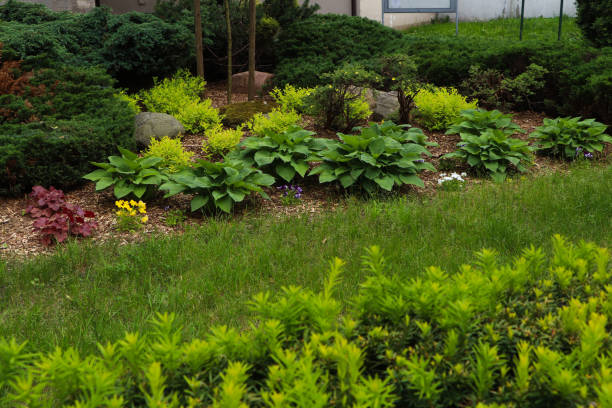 istock Many different beautiful plants outdoors. Gardening and landscaping 1471957502