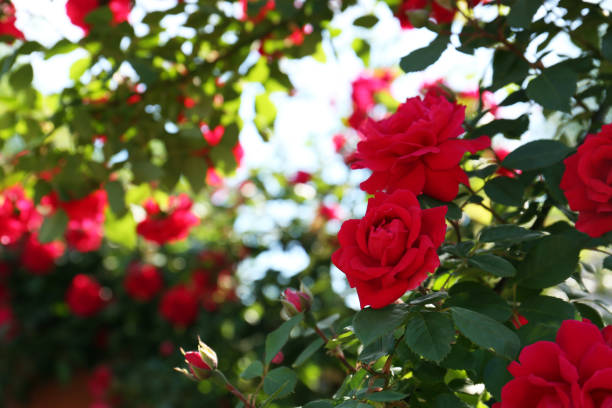 istock Beautiful blooming red rose bush outdoors, closeup. Space for text 1471957641