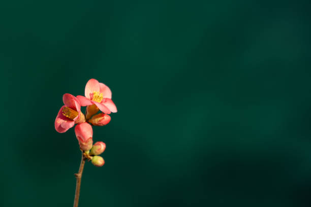 Red flowers with branches on a dark green background