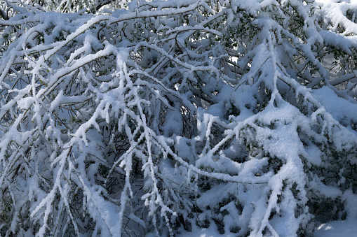 Close-up view of tree branch covered with snow after a recent storm had just passed through the area.\n\nTaken in Sierra Nevada Mountains, California, USA