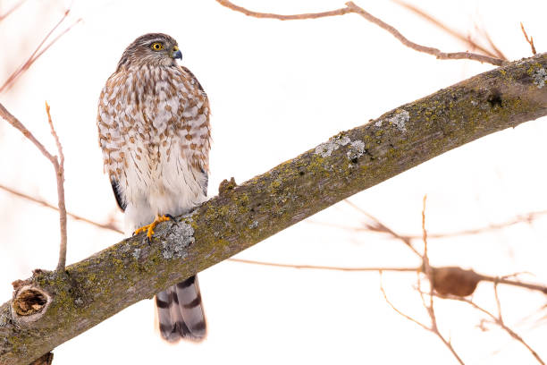 a Cooper's Hawk, resting on a branch after missing a Blue Jay.