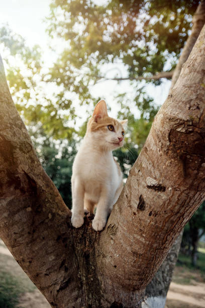 istock beautiful cat enjoying a nice day 1471960944