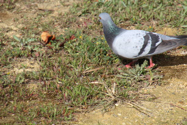 istock Pigeon among the grasses 1471961855