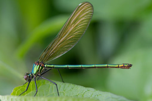 Close-up of a Banded Demoiselle (Calopteryx splendens) sitting on a green leaf against a green background in nature