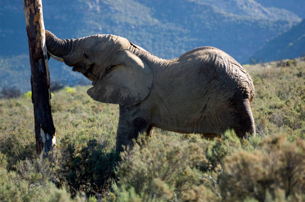 African Elephant (Loxodonta africana), Western Cape Province, South Africa.