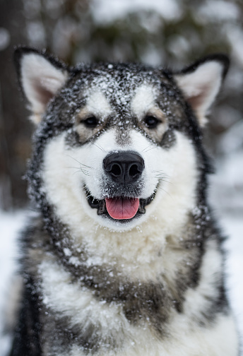 An Alaskan Malamute puppy plays in fresh snow.