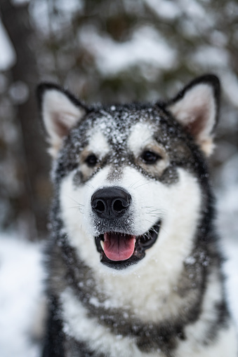 An Alaskan Malamute puppy plays in fresh snow.