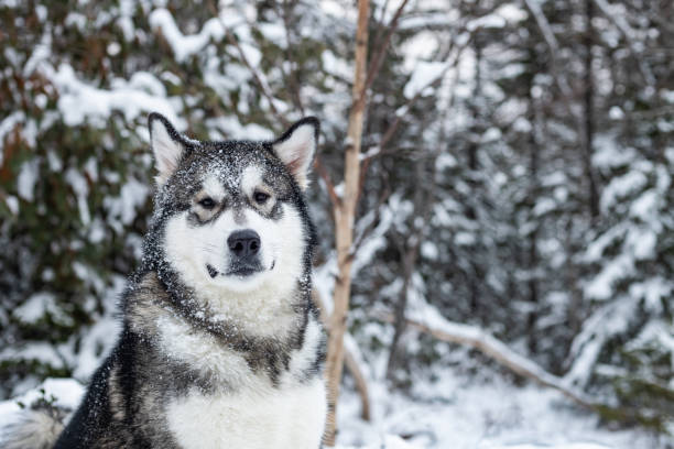 istock Alaskan Malamute Puppy 1471963424