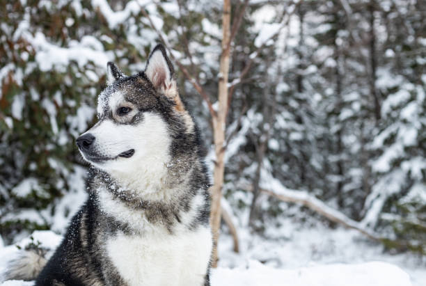 istock Alaskan Malamute Puppy 1471963425