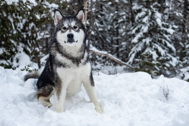 istock Alaskan Malamute Puppy 1471963432