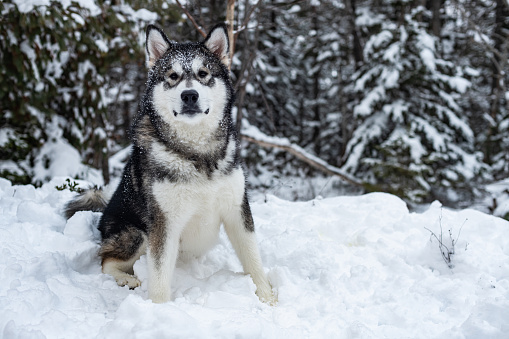 An Alaskan Malamute puppy plays in fresh snow.