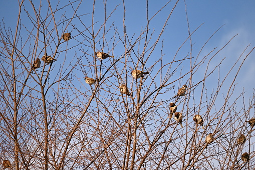 Sparrows resting. It is omnivorous and eats poaceae seeds and insects, and has a habit of moving in groups. A gait that moves while jumping is called hopping.