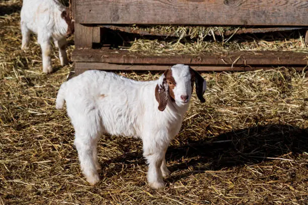 Baby Boer goats or kids in a barnyard. This breed of goat was developed in South Africa in the 1900s for meat production. Their name is derived from the Afrikaans (Dutch) word boer, meaning farmer.