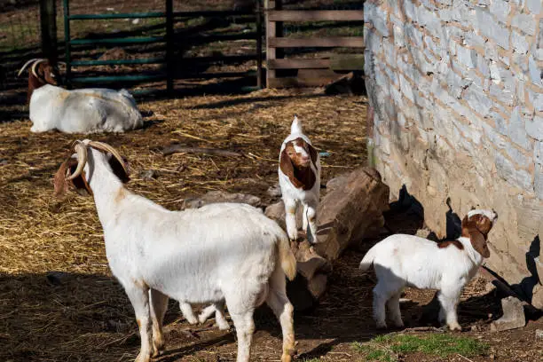 Boer goats with babies in a barnyard. This breed of goat was developed in South Africa in the 1900s for meat production. Their name is derived from the Afrikaans (Dutch) word boer, meaning farmer.
