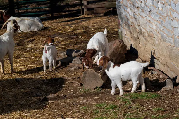 Boer goats with babies in a barnyard. This breed of goat was developed in South Africa in the 1900s for meat production. Their name is derived from the Afrikaans (Dutch) word boer, meaning farmer.