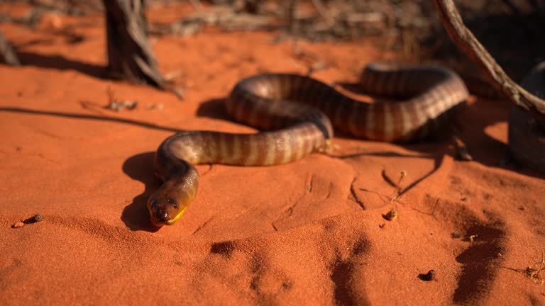 Sand Python Siege 1,200+ Snake Attack Stock Videos and Royalty-Free Footage - iStock