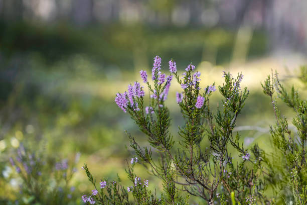 Flowering heather or ling (lat. Calluna vulgaris) in the forest at sunny summer day
