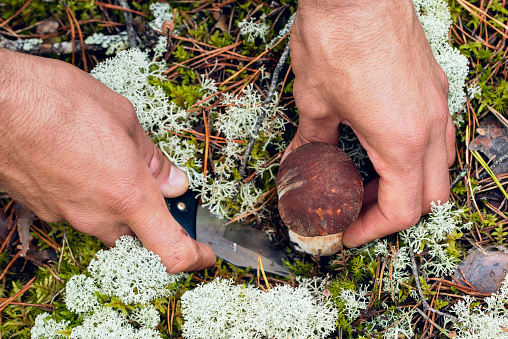 Person (only hands) is picking pine bolete mushroom in the forest