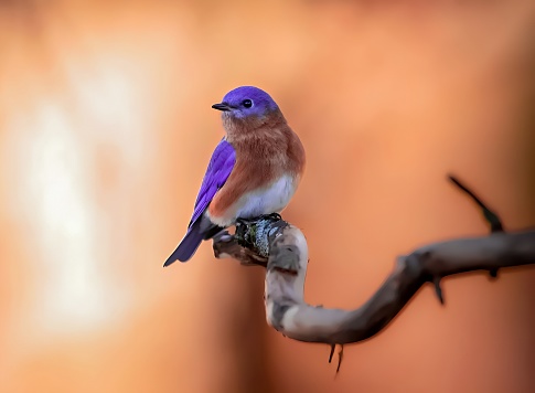 The eastern bluebird is a small North American migratory thrush found in open woodland, farmland, and orchards