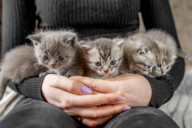 istock Five small kittens in female hands. Scottish fold kittens. Pet concept. 1471969275