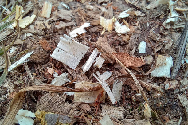 istock Wood shavings on the ground. Close-up. Selective focus 1471970505