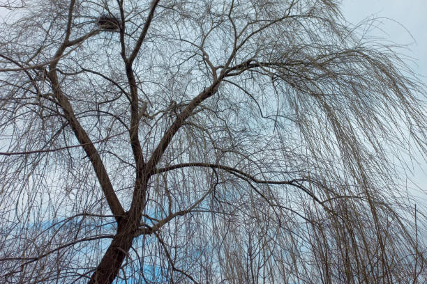 istock Willow tree branches against the blue sky in winter, natural background 1471970533