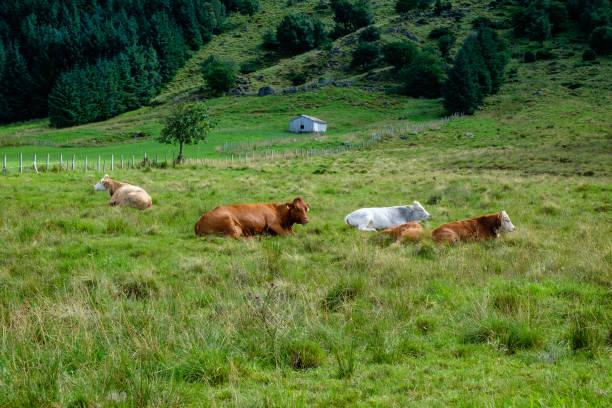 istock cows lying in the grass in front of summer barns 1471970581