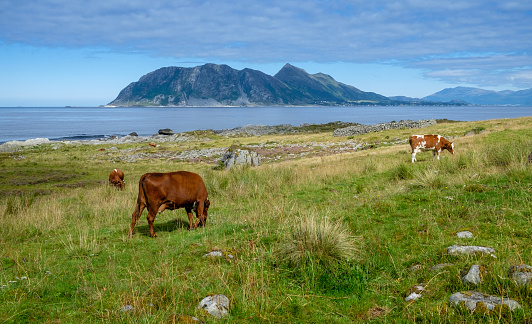 cows grazing on a beach with grass and the island of Goodøya above the fjord