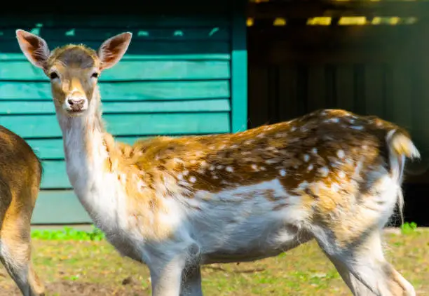 Photo of cute portrait of a european fallow deer, summer coat of a doe, popular zoo animal specie