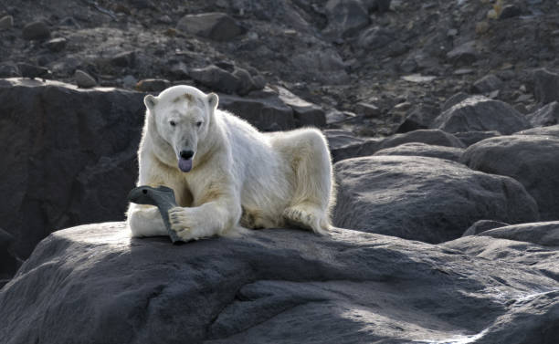 istock Polar Bear's Tongue shows dislike for rubber boot 1471971988
