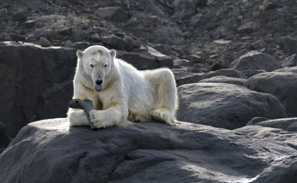 Polar Bear's Tongue shows dislike for rubber boot stock photo