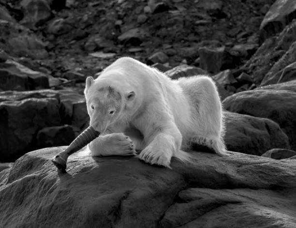 Polar Bear eating a rubber boot stock photo