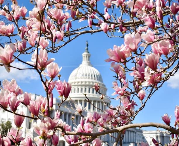 edificio del capitolio de los estados unidos flores de magnolia - cherry blossom spring day sakura fotografías e imágenes de stock