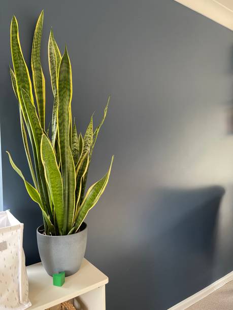istock Green potted plant in a home 1471974375