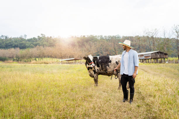 istock Livestock farmer and cows. 1471977046
