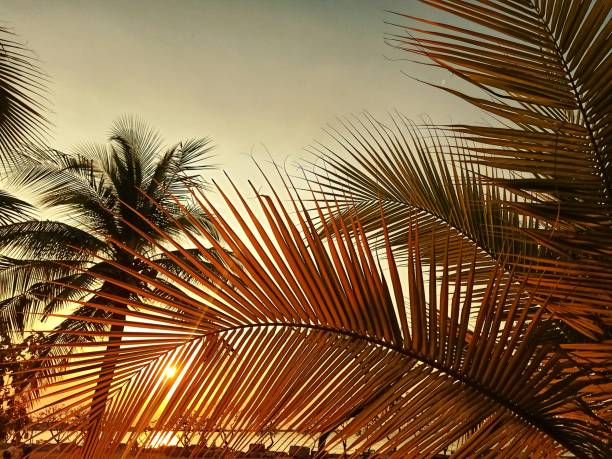 Caribbean sunrise palm trees in Riviera Maya Mayan Mexico