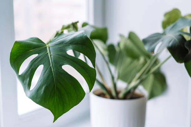 istock Monstera young in white pot on light windowsill 1471978905