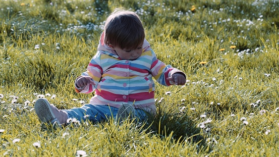 A girl, Caucasian, 5 years old, in a meadow with many yellow dandelions. The child collects flowers, has fun in nature outside the city.