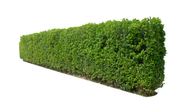 istock Tropical plant flower bush shrub tree oblique angle isolated on white background with clipping path 1471983558