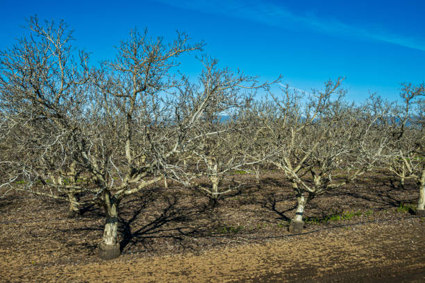 istock Orchard of Dormant Cherry Trees 1471984497