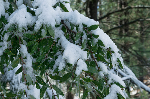 Snow falls on the background of an olive tree in winter in a Greek village in Greece