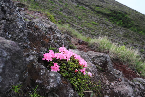 istock Miyama Kirishima growing wild in high mountains 1471984557