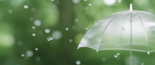 illustrazione 3d.ombrelli trasparenti su uno sfondo di alberi e foglie. immagine della pioggia. immagine della stagione delle piogge, pioggia. - stagione delle piogge foto e immagini stock