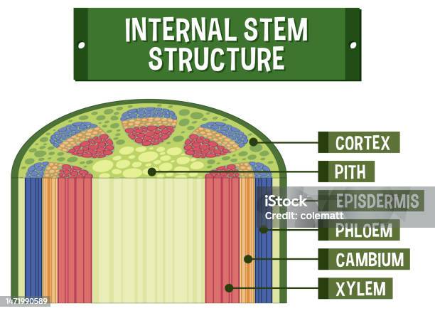 Tree Iner Stem Internal Structure Of Stem Diagram Stock Illustration - Download Image ...